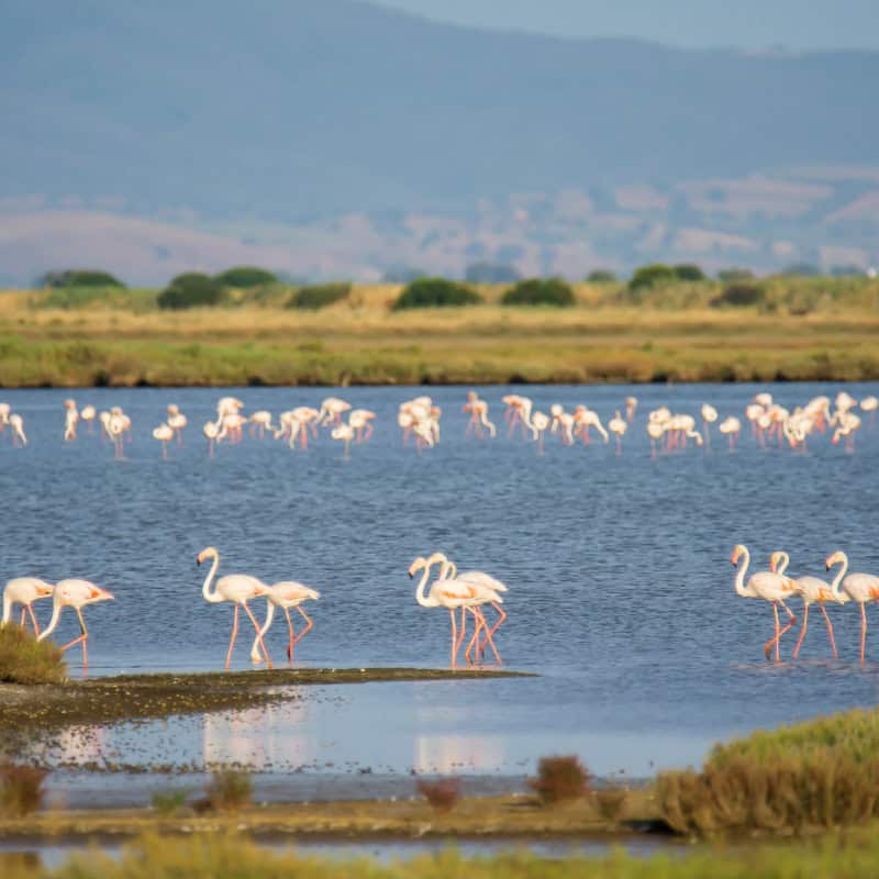 Maremma, Italy: Flock of flamingos wading in the shallow waters of a nature reserve. Wildlife and biodiversity.